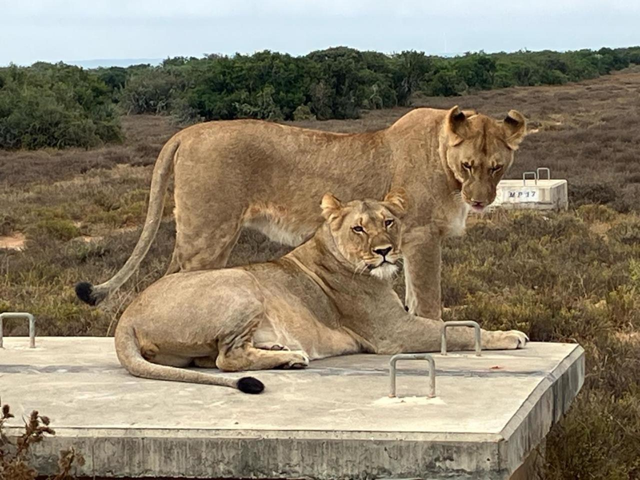 阿多库杜岭狩猎旅舍别墅 外观 照片
